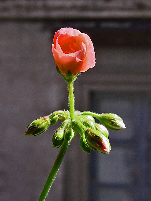 Senza-titolo-4.jpg