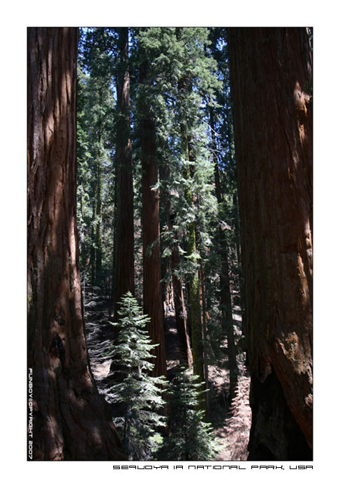 SequoiaNationalParkUSA (2).jpg