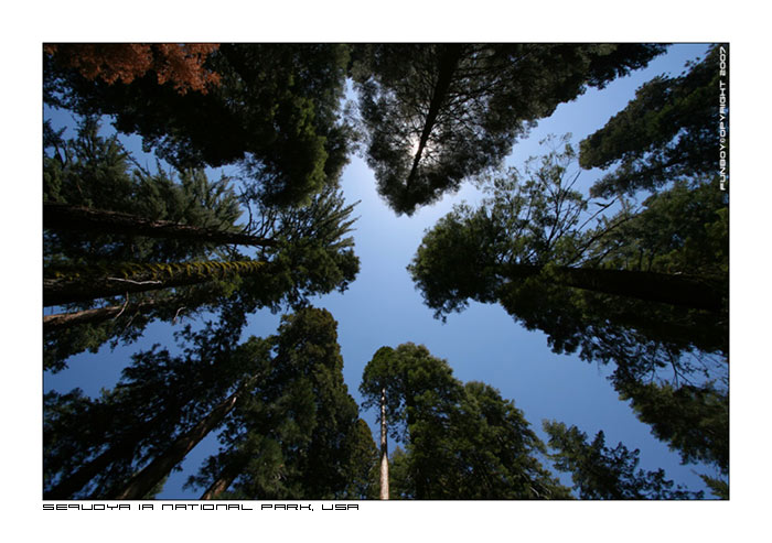 SequoiaNationalParkUSA (3).jpg