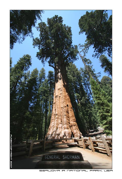 SequoiaNationalParkUSA (4).jpg