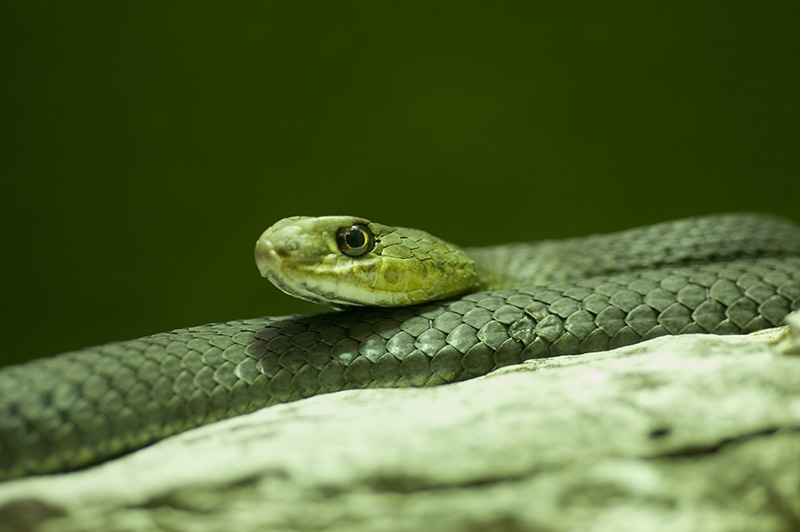 serpente_01_800.jpg
