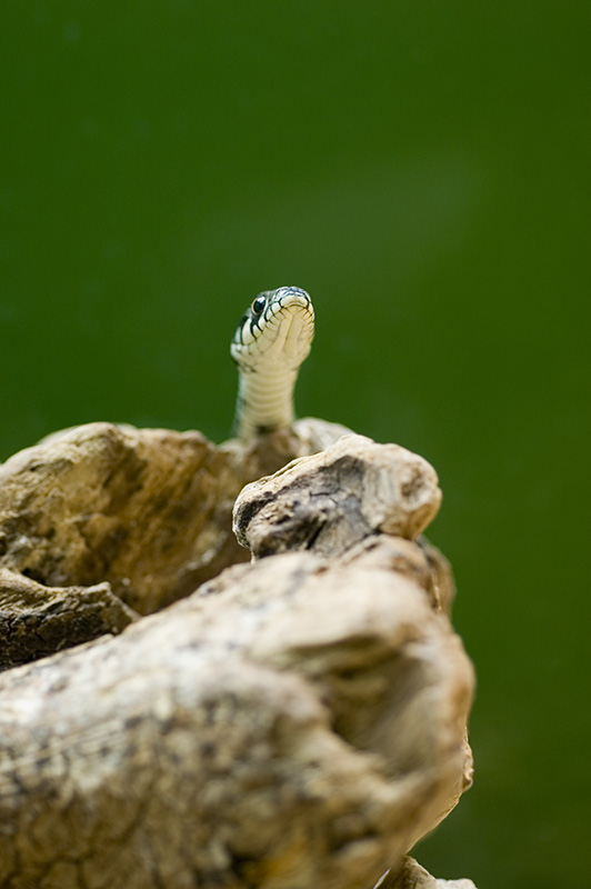 serpente_05_800.jpg