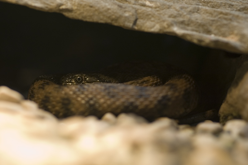 serpente_06_800.jpg