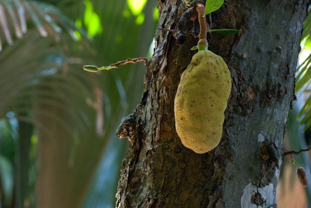 Seychelles16.jpg
