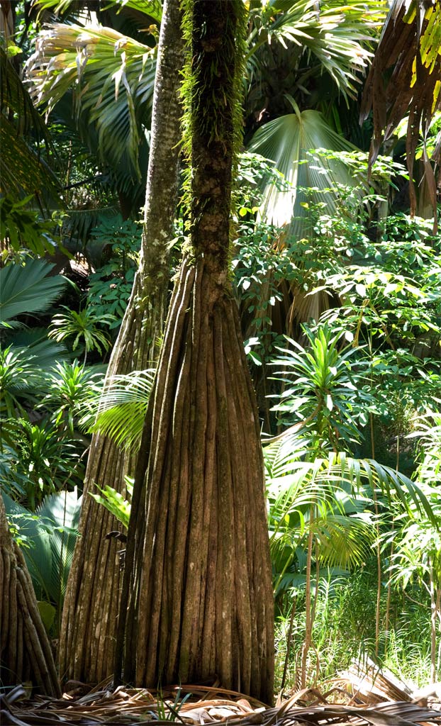 Seychelles18.jpg