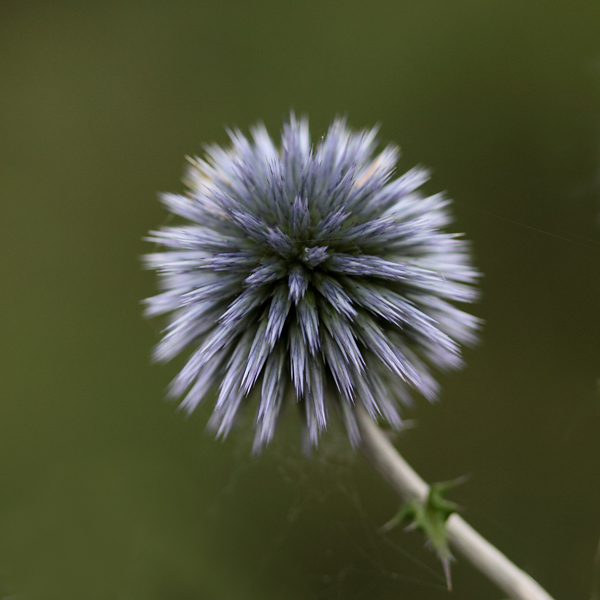 sfera.jpg