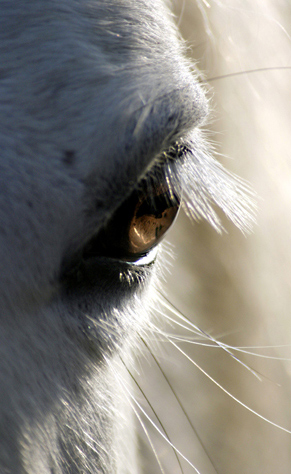 sguardo-equino-.jpg
