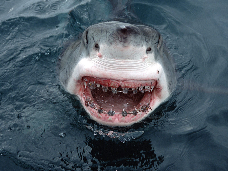 shark-attak-2.jpg