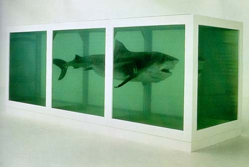 Shark-Hirst.jpg