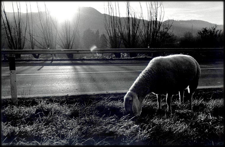 sheeplow.jpg