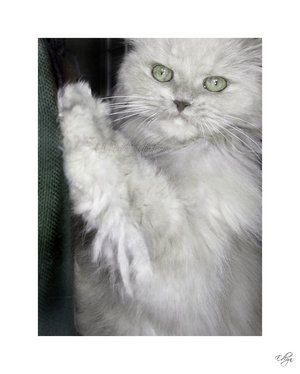 Sheila_by_edlyn.jpg