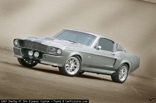 SHELBY.JPG