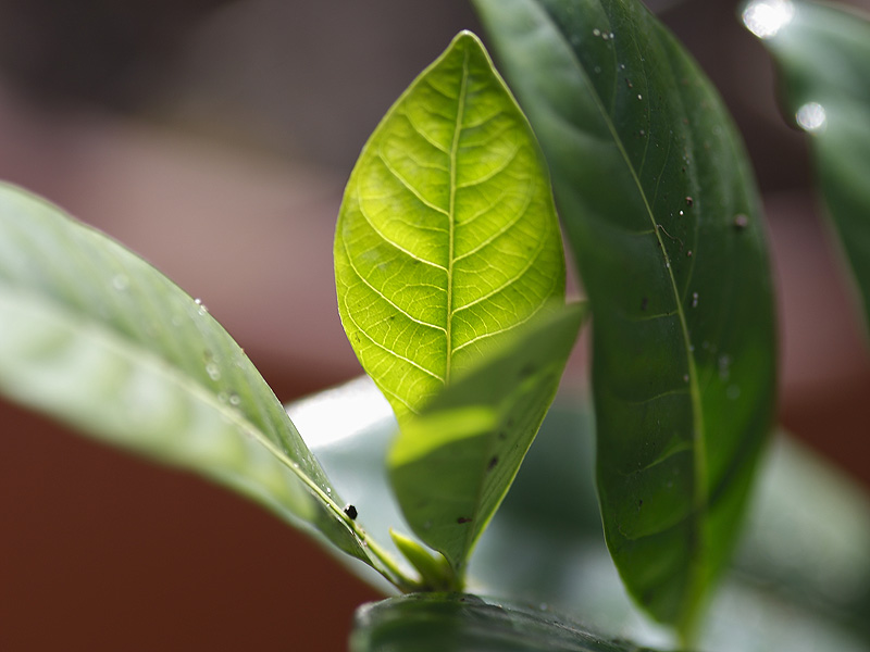 sigma macro2.jpg