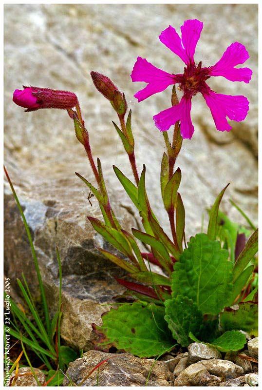 Silene-di-Elisabetta-s.jpg