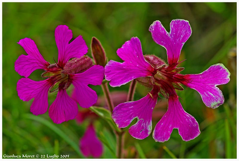 Silene-di-Elisabetta.jpg
