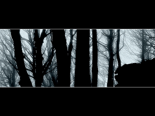 Silent Forest.jpg