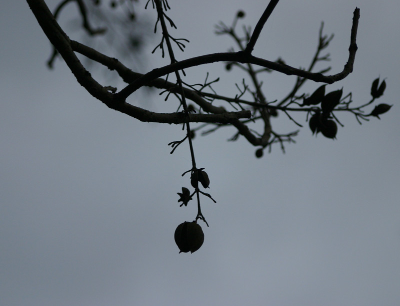 Silhoutte-Invernale.jpg