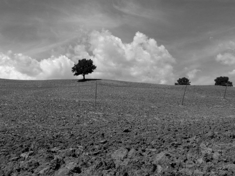 simple-trees.jpg
