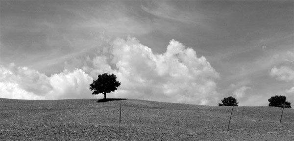 simple-trees2.jpg