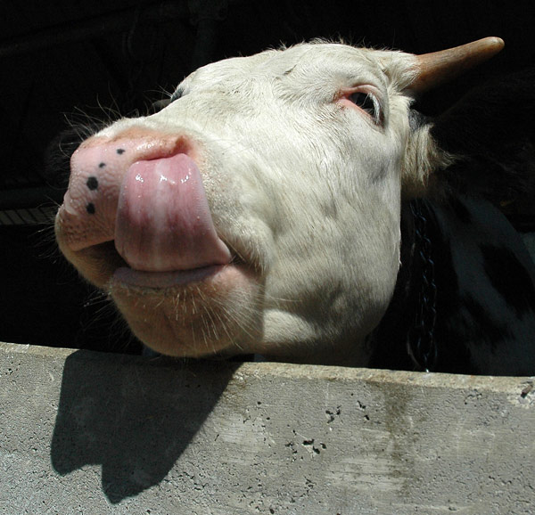 slurp.jpg
