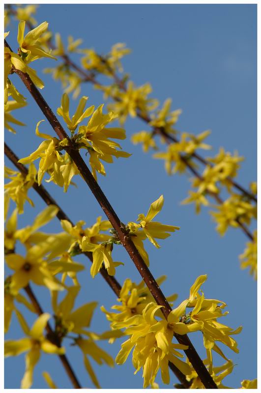 small_primavera3.JPG