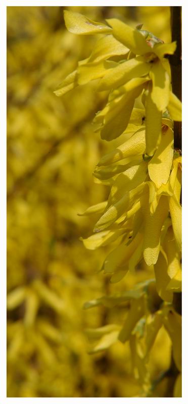 small_primavera5.JPG