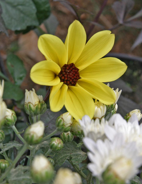 smallwebIMG_1495.jpg