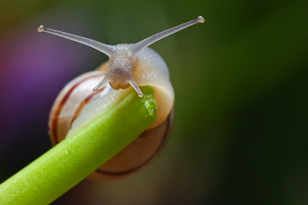 snail.t.jpg
