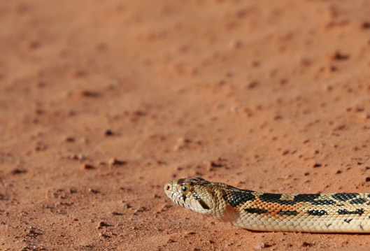 snake2.jpg