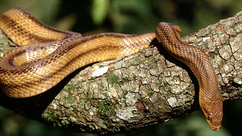 snake 2.jpg