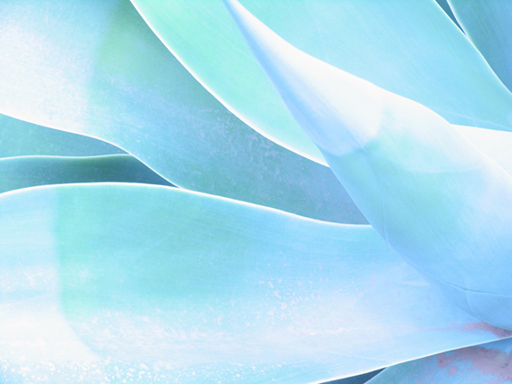 snaturata.jpg