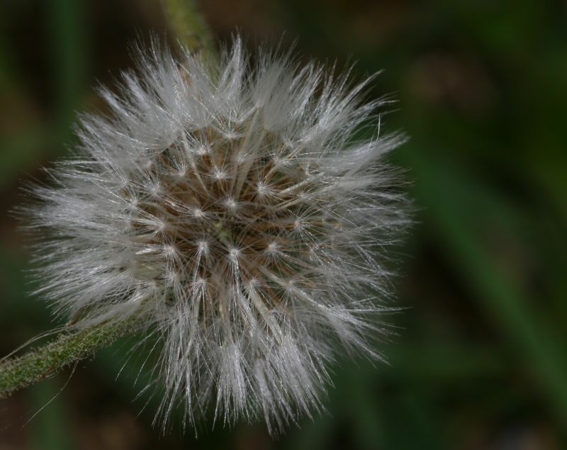 soffione.jpg