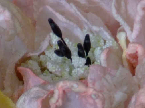 soft-100-iso.jpg