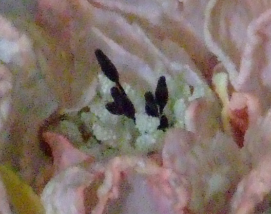 soft-1600-iso.jpg