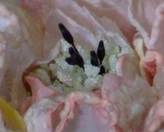 soft-400-iso.jpg