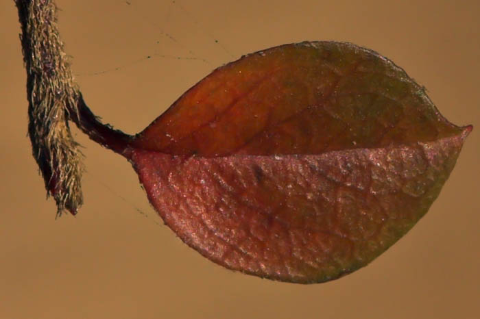 sola nel vento e nella luce_crop.jpg