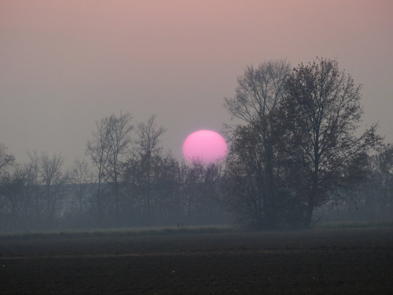 sole-magenta-2.jpg