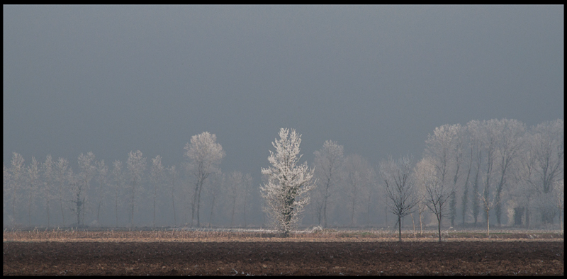 solitario-rid-200.jpg