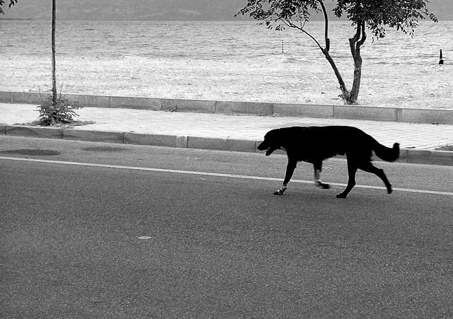 solo-un-cane.jpg