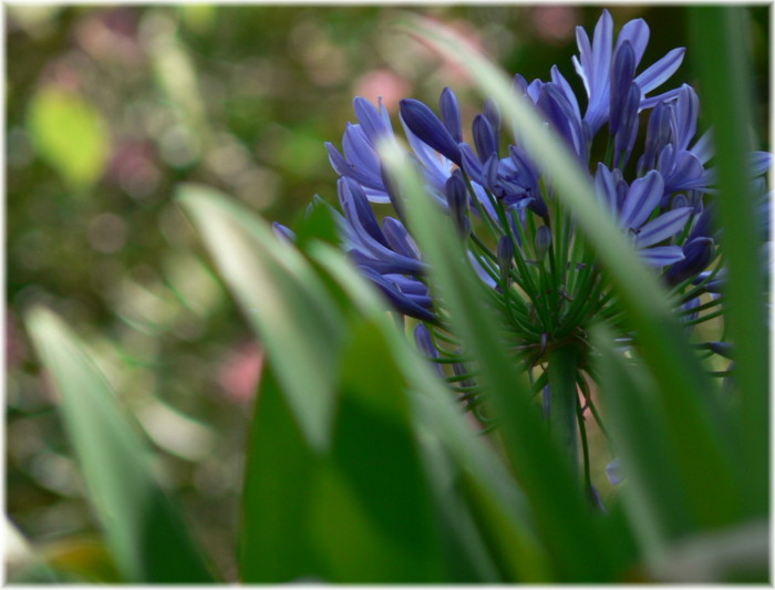 Solo un fiore.JPG