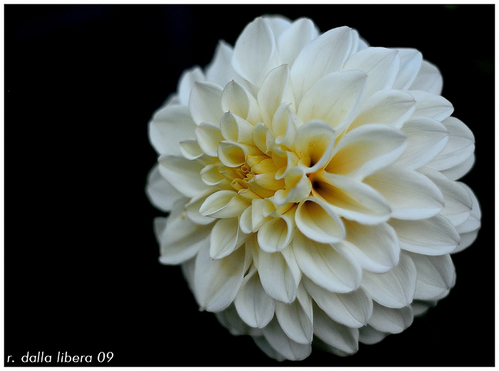 solo un fiore.jpg