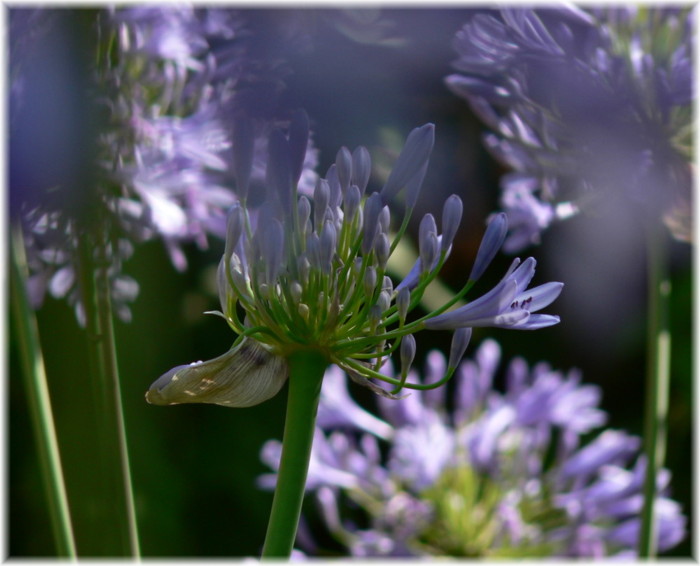 Solo un fiore 3.JPG