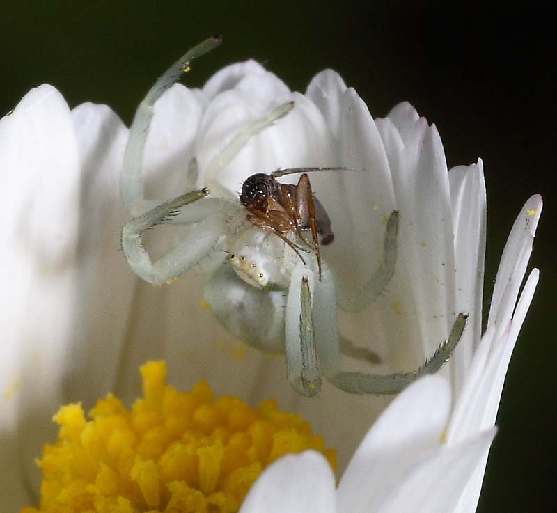 spider-mimetico.jpg