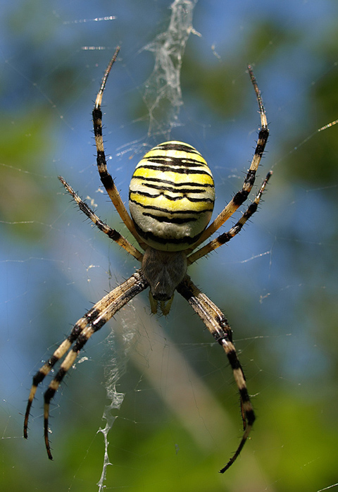 spider35mmf5.jpg