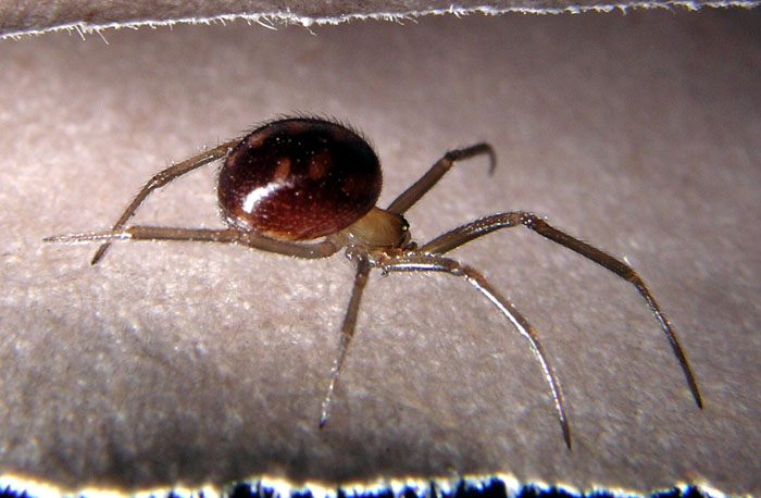 Spider.jpg