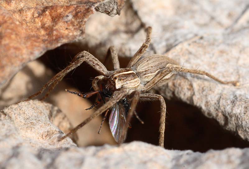 spider.jpg
