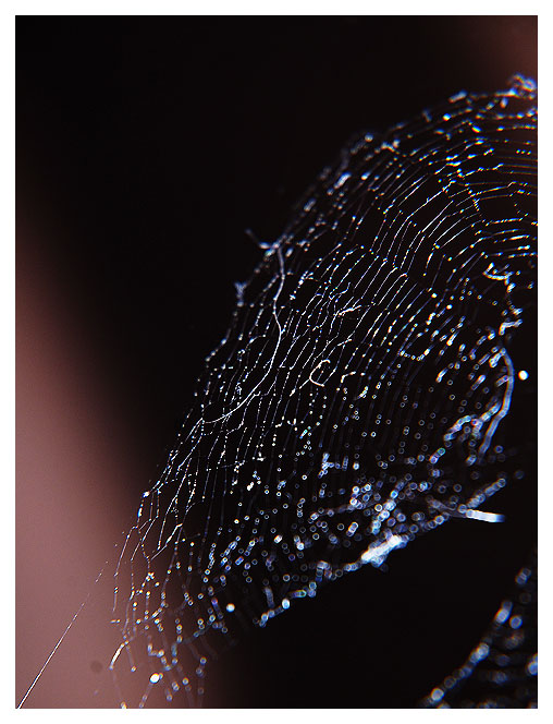 spider_Web.jpg