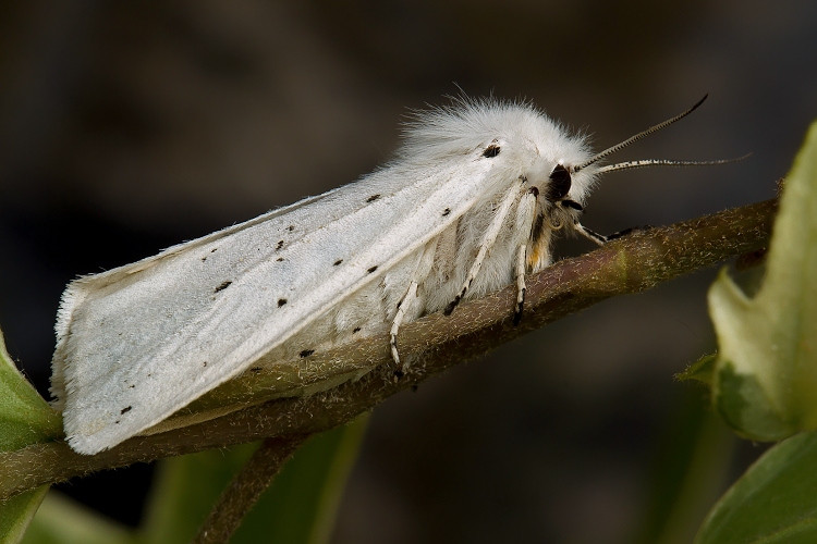 spilosomalubricipeda.jpg