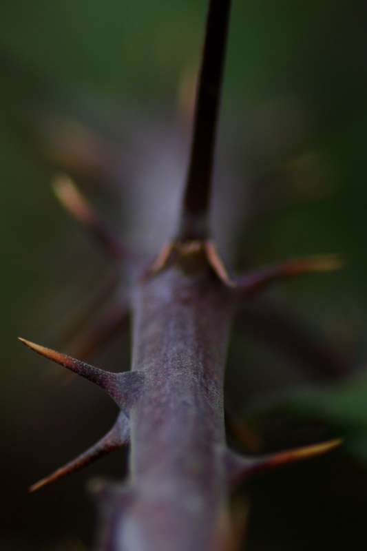 Spine1.JPG