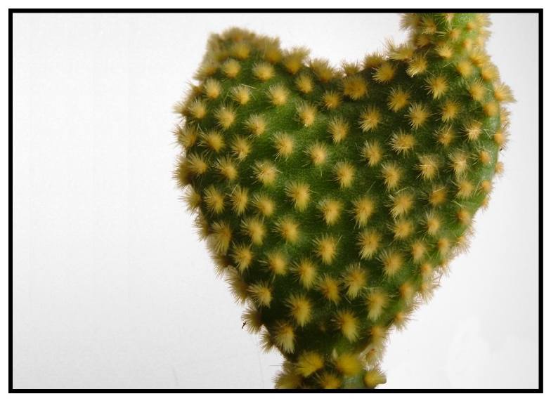 spine_nel_cuore2.jpg